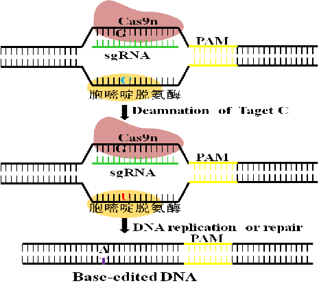 圖片關(guān)鍵詞